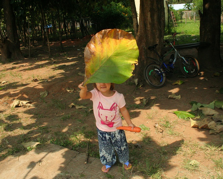 teak leaf dec 2015